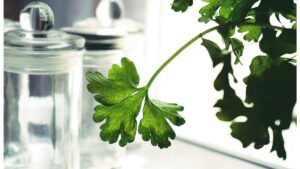 Herbs and Spices for Fat Burning